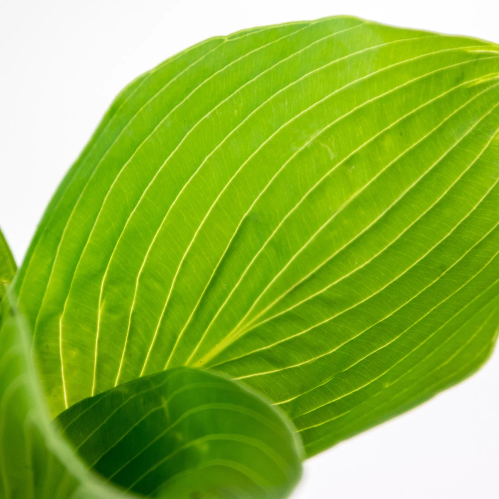 Hosta Sieboldiana 'elegans' - Lys Coeur - Vivace - Rustique – ⌀9 Cm - ↕10-15 Cm 5 Hosta Sieboldiana 'elegans' - Lys Coeur - Vivace - Rustique – ⌀9 Cm - ↕10-15 Cm – Image 3