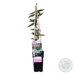 Lonicera Henryi – Chèvrefeuille – Plante Grimpante – Persistant - ⌀15 Cm - ↕60-70 Cm -VIDA Plantes Magasin 640b756d12b346.13735927