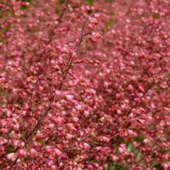 6x Heuchera Sanguinea 'splendens' - Campanule Pourpre - Vivace - Rustique – ⌀9 Cm - ↕10-15 Cm -VIDA Plantes Magasin 640b756ea5fe44.25663321