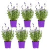6x Lavandula Angustifolia 'ardèche Blue' - Lavande - Arbuste - Rustique – ⌀10.5 Cm - ↕10-15 Cm -VIDA Plantes Magasin 640b75717ab6c1.72123439