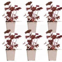 6x Heuchera Micrantha 'palace Purple' - Purple Bell - Vivace - Rustique – ⌀9 Cm - ↕10-15 Cm -VIDA Plantes Magasin 640b75728b7515.14498927