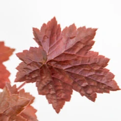 6x Heuchera Micrantha 'palace Purple' - Purple Bell - Vivace - Rustique – ⌀9 Cm - ↕10-15 Cm -VIDA Plantes Magasin 640b75729e97f1.79834688