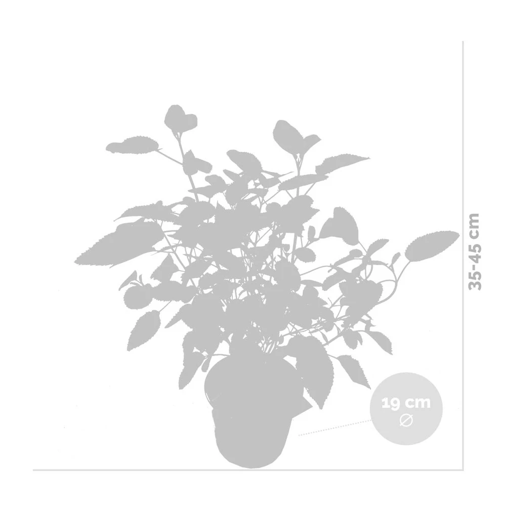 Hydrangea Paniculata 'little Lime' - Hortensia Panache - Arbuste - Rustique – ⌀19 Cm - ↕35-45 Cm 6 Hydrangea Paniculata 'little Lime' - Hortensia Panache - Arbuste - Rustique – ⌀19 Cm - ↕35-45 Cm – Image 4