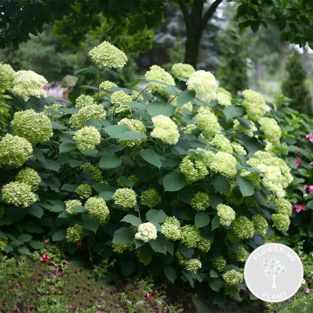 Hydrangea Paniculata 'little Lime' - Hortensia Panache - Arbuste - Rustique – ⌀19 Cm - ↕35-45 Cm 3 Hydrangea Paniculata 'little Lime' - Hortensia Panache - Arbuste - Rustique – ⌀19 Cm - ↕35-45 Cm
