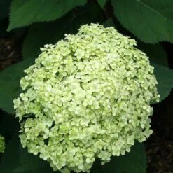Hydrangea Paniculata 'little Lime' - Hortensia Panache - Arbuste - Rustique – ⌀19 Cm - ↕35-45 Cm 9 Hydrangea Paniculata 'little Lime' - Hortensia Panache - Arbuste - Rustique – ⌀19 Cm - ↕35-45 Cm -VIDA Plantes Magasin 640b75759697d4.22308834