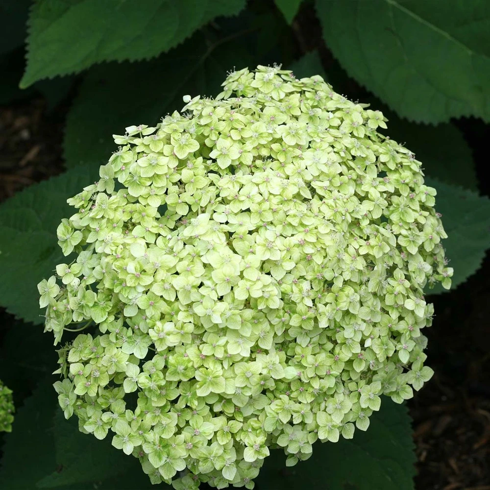 Hydrangea Paniculata 'little Lime' - Hortensia Panache - Arbuste - Rustique – ⌀19 Cm - ↕35-45 Cm 5 Hydrangea Paniculata 'little Lime' - Hortensia Panache - Arbuste - Rustique – ⌀19 Cm - ↕35-45 Cm – Image 3