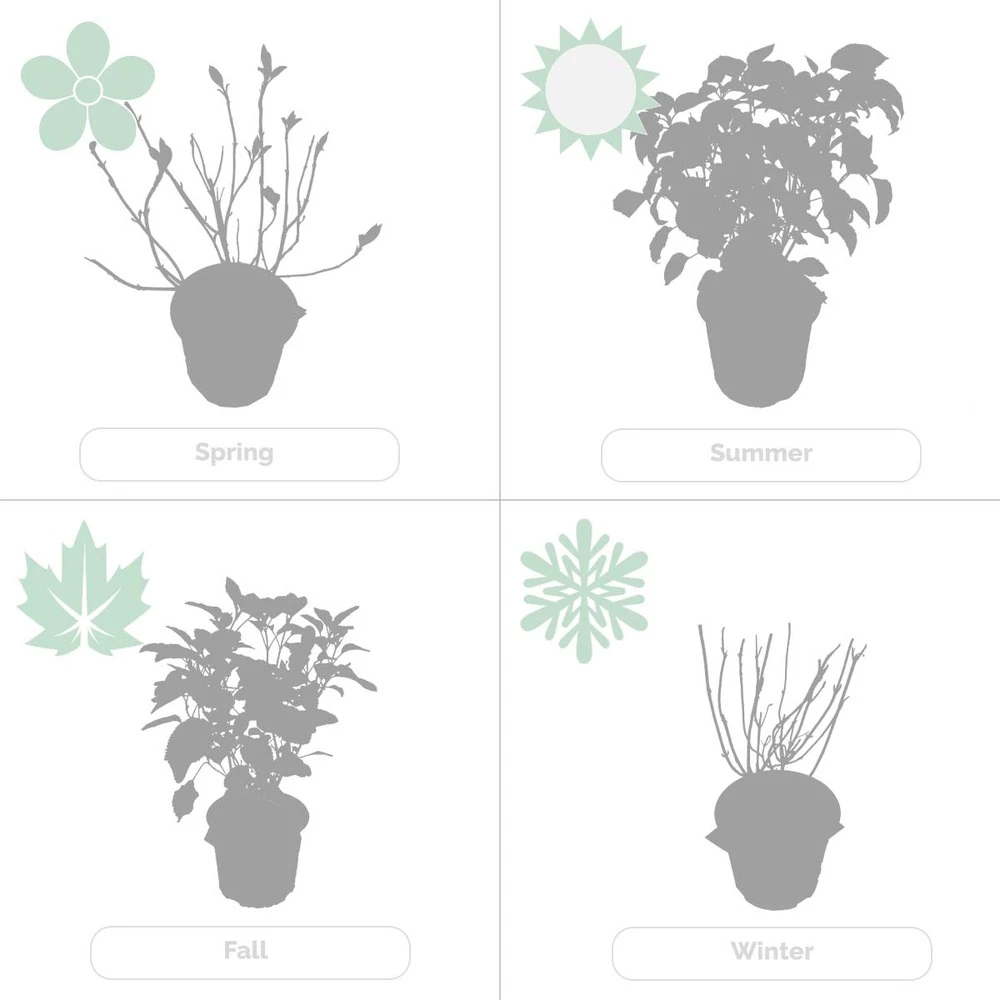 Hydrangea Paniculata 'little Lime' - Hortensia Panache - Arbuste - Rustique – ⌀19 Cm - ↕35-45 Cm 7 Hydrangea Paniculata 'little Lime' - Hortensia Panache - Arbuste - Rustique – ⌀19 Cm - ↕35-45 Cm – Image 5