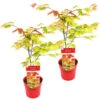 2x Acer Shirasawanum 'moonrise' - érable Du Japon - Arbuste - Rustique - ⌀19 Cm - ↕40-50 Cm -VIDA Plantes Magasin 640b757781de36.21109486