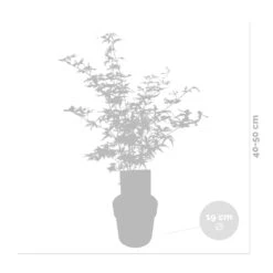 2x Acer Shirasawanum 'moonrise' - érable Du Japon - Arbuste - Rustique - ⌀19 Cm - ↕40-50 Cm -VIDA Plantes Magasin 640b75778741e7.39248989