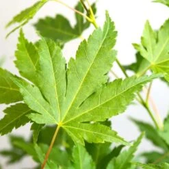 Acer Palmatum 'going Green' - érable Du Japon - Arbuste - Rustique – ⌀10,5 Cm - ↕25-30 Cm -VIDA Plantes Magasin 640b7579d22548.51765392