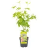 Acer Palmatum 'going Green' - érable Du Japon - Arbuste - Rustique – ⌀10,5 Cm - ↕25-30 Cm -VIDA Plantes Magasin 640b7579dbb254.78393098