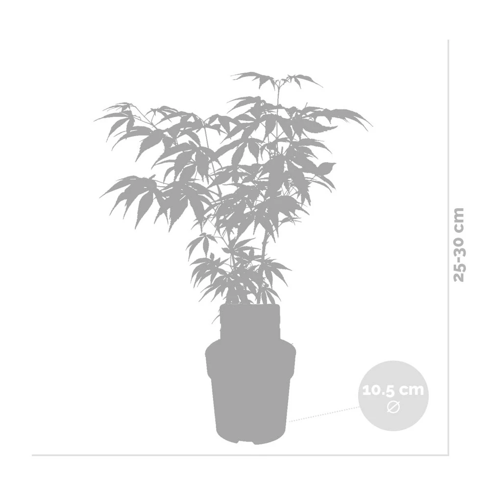 Acer Palmatum 'butterfly' – érable Du Japon – Arbuste – Rustique – ⌀10,5 Cm - ↕25-30 Cm 5 Acer Palmatum 'butterfly' – érable Du Japon – Arbuste – Rustique – ⌀10,5 Cm - ↕25-30 Cm – Image 3