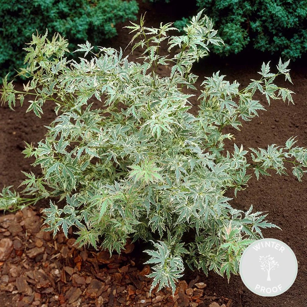 Acer Palmatum 'butterfly' – érable Du Japon – Arbuste – Rustique – ⌀10,5 Cm - ↕25-30 Cm 4 Acer Palmatum 'butterfly' – érable Du Japon – Arbuste – Rustique – ⌀10,5 Cm - ↕25-30 Cm – Image 2