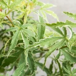 Acer Palmatum 'butterfly' – érable Du Japon – Arbuste – Rustique – ⌀10,5 Cm - ↕25-30 Cm 9 Acer Palmatum 'butterfly' – érable Du Japon – Arbuste – Rustique – ⌀10,5 Cm - ↕25-30 Cm -VIDA Plantes Magasin 640b75843c0702.39679487