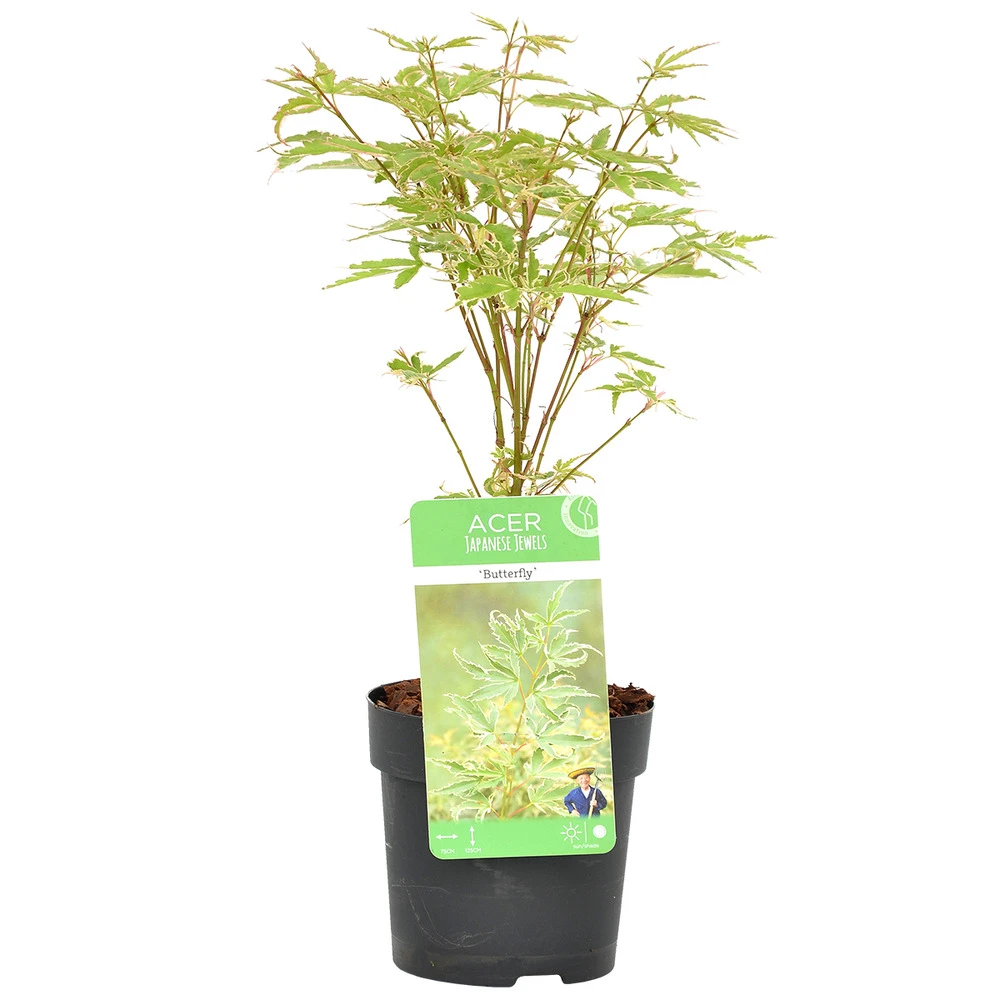 Acer Palmatum 'butterfly' – érable Du Japon – Arbuste – Rustique – ⌀10,5 Cm - ↕25-30 Cm 3 Acer Palmatum 'butterfly' – érable Du Japon – Arbuste – Rustique – ⌀10,5 Cm - ↕25-30 Cm