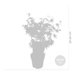 Acer Palmatum 'orange Dream' - érable Du Japon - Arbuste - Rustique - ⌀15 Cm - ↕30-40 Cm -VIDA Plantes Magasin 640b75850c7fc3.34058057