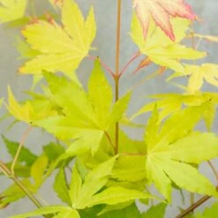 Acer Palmatum 'orange Dream' - érable Du Japon - Arbuste - Rustique - ⌀15 Cm - ↕30-40 Cm -VIDA Plantes Magasin 640b75850fba80.15442681