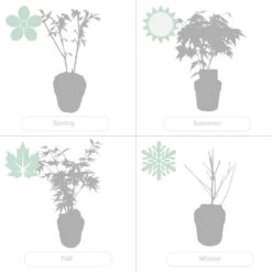 Acer Palmatum 'orange Dream' - érable Du Japon - Arbuste - Rustique - ⌀15 Cm - ↕30-40 Cm -VIDA Plantes Magasin 640b758516d4a4.91094000