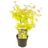 Acer Palmatum 'orange Dream' - érable Du Japon - Arbuste - Rustique - ⌀15 Cm - ↕30-40 Cm -VIDA Plantes Magasin 640b75851a6057.64105101