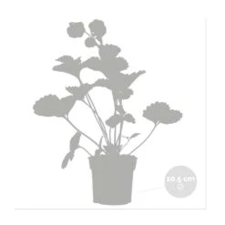 3x Fragaria 'pink Summer Breeze' – Fraisier – Entretien Facile – ⌀10,5 Cm - ↕15-20 Cm -VIDA Plantes Magasin 640b77b9e4eae9.23261391