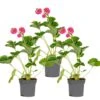3x Fragaria 'pink Summer Breeze' – Fraisier – Entretien Facile – ⌀10,5 Cm - ↕15-20 Cm -VIDA Plantes Magasin 640b77b9ef9bd3.38402949