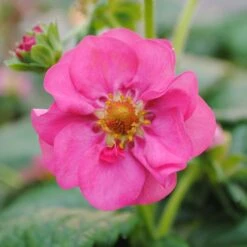 3x Fragaria 'pink Summer Breeze' – Fraisier – Entretien Facile – ⌀10,5 Cm - ↕15-20 Cm -VIDA Plantes Magasin 640b77ba252ea0.06918409