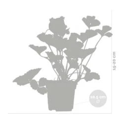 3x Fragaria 'snow Summer Breeze' – Fraisier – Entretien Facile – ⌀10,5 Cm - ↕15-20 Cm 8 3x Fragaria 'snow Summer Breeze' – Fraisier – Entretien Facile – ⌀10,5 Cm - ↕15-20 Cm -VIDA Plantes Magasin 640b77bf29ba88.10497191