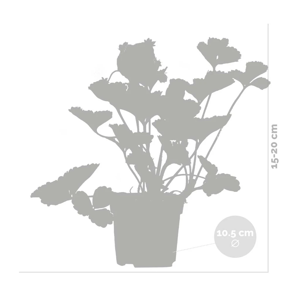 3x Fragaria 'snow Summer Breeze' – Fraisier – Entretien Facile – ⌀10,5 Cm - ↕15-20 Cm 5 3x Fragaria 'snow Summer Breeze' – Fraisier – Entretien Facile – ⌀10,5 Cm - ↕15-20 Cm – Image 3