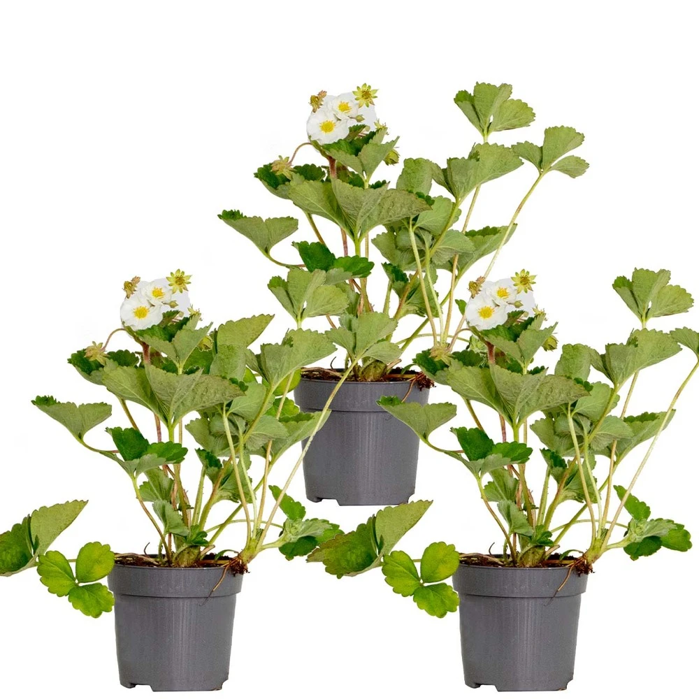 3x Fragaria 'snow Summer Breeze' – Fraisier – Entretien Facile – ⌀10,5 Cm - ↕15-20 Cm 3 3x Fragaria 'snow Summer Breeze' – Fraisier – Entretien Facile – ⌀10,5 Cm - ↕15-20 Cm