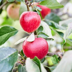 3x Mini Fruit Mix – Arbres Fruitiers – Facile D'entretien – ⌀9 Cm - ↕30-35 Cm -VIDA Plantes Magasin 640b77c3b6c818.93588649