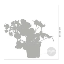 3x Fragaria 'red Summer Breeze' – Fraisier – Entretien Facile – ⌀10,5 Cm - ↕15-20 Cm -VIDA Plantes Magasin 640b77c82882e9.60853617