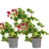 3x Fragaria 'red Summer Breeze' â Fraisier â Entretien Facile â â10,5 Cm - â15-20 Cm 1 3x Fragaria 'red Summer Breeze' â Fraisier â Entretien Facile â â10,5 Cm - â15-20 Cm -VIDA Plantes Magasin 640b77c8363a86.79711166