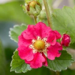 3x Fragaria 'red Summer Breeze' – Fraisier – Entretien Facile – ⌀10,5 Cm - ↕15-20 Cm -VIDA Plantes Magasin 640b77c8530836.31029797