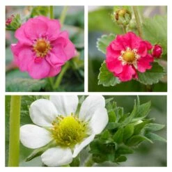 3x Fragaria Summer Breeze Mix – Fraisier – Facile D'entretien – ⌀10,5 Cm - ↕15-20 Cm 9 3x Fragaria Summer Breeze Mix – Fraisier – Facile D'entretien – ⌀10,5 Cm - ↕15-20 Cm -VIDA Plantes Magasin 640b77c9259ff8.65399678