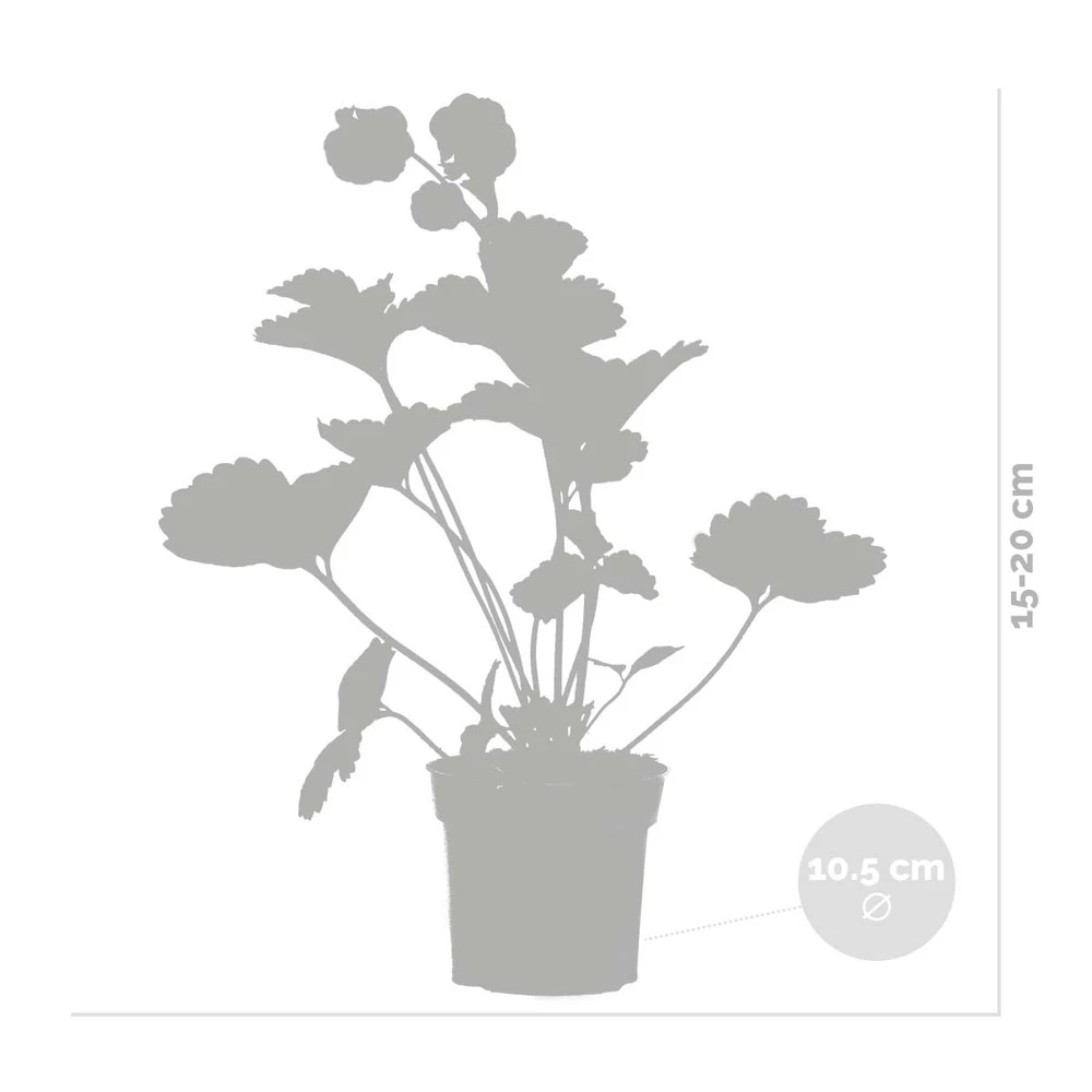 3x Fragaria Summer Breeze Mix – Fraisier – Facile D'entretien – ⌀10,5 Cm - ↕15-20 Cm 5 3x Fragaria Summer Breeze Mix – Fraisier – Facile D'entretien – ⌀10,5 Cm - ↕15-20 Cm – Image 3