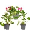 3x Fragaria Summer Breeze Mix – Fraisier – Facile D'entretien – ⌀10,5 Cm - ↕15-20 Cm 2 3x Fragaria Summer Breeze Mix – Fraisier – Facile D'entretien – ⌀10,5 Cm - ↕15-20 Cm -VIDA Plantes Magasin 640b77c93537e3.55146215