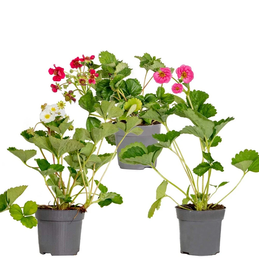 3x Fragaria Summer Breeze Mix – Fraisier – Facile D'entretien – ⌀10,5 Cm - ↕15-20 Cm 3 3x Fragaria Summer Breeze Mix – Fraisier – Facile D'entretien – ⌀10,5 Cm - ↕15-20 Cm