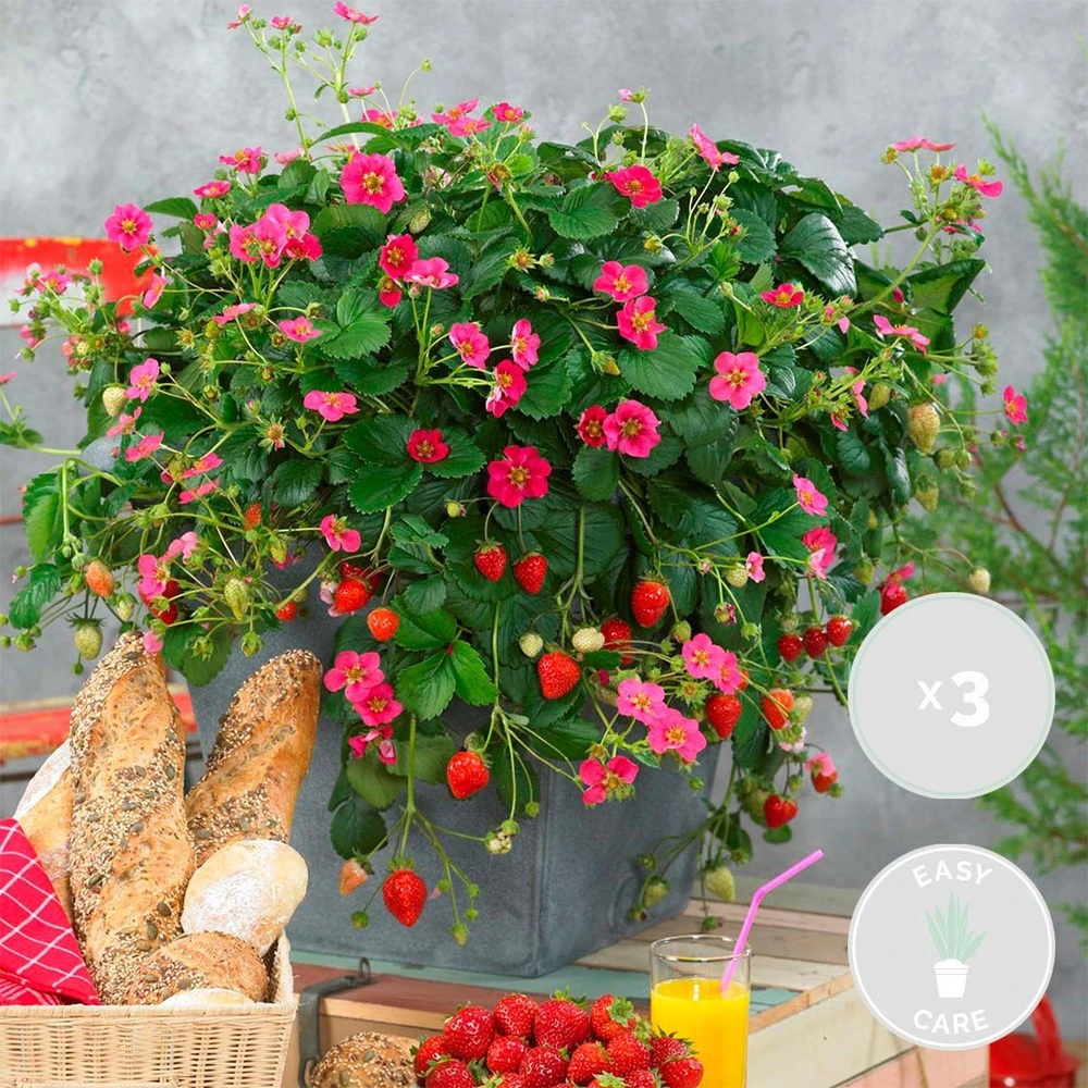 3x Fragaria Summer Breeze Mix – Fraisier – Facile D'entretien – ⌀10,5 Cm - ↕15-20 Cm 4 3x Fragaria Summer Breeze Mix – Fraisier – Facile D'entretien – ⌀10,5 Cm - ↕15-20 Cm – Image 2
