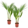 2x Washingtonia Robusta - Palmier Mexicain - Palmier Extérieur - Persistant – ⌀14 Cm - ↕35-45 Cm -VIDA Plantes Magasin 640b77cca0dcf8.74720238