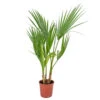 Washingtonia Robusta - Palmier Mexicain - Palmier Extérieur - Persistant – ⌀14 Cm - ↕35-45 Cm -VIDA Plantes Magasin 640b77d49eb111.56948759