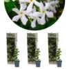 3x Trachelospermum Jasminoides – Jasmin De Toscane – Plante Grimpante – Rustique – ⌀9 Cm - ↕15-20 Cm -VIDA Plantes Magasin 640b77fd99b268.48719897