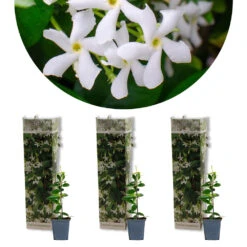 3x Trachelospermum Jasminoides – Jasmin De Toscane – Plante Grimpante – Rustique – ⌀9 Cm - ↕15-20 Cm