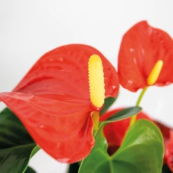 Anthurium 'aristo' Orange - Plante Flamingo - Entretien Facile - ⌀14 Cm - ↕45-55 Cm 9 Anthurium 'aristo' Orange - Plante Flamingo - Entretien Facile - ⌀14 Cm - ↕45-55 Cm -VIDA Plantes Magasin 640b783c1a67b2.46936634