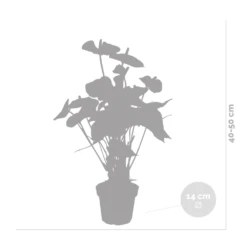 Anthurium 'aristo' Orange - Plante Flamingo - Entretien Facile - ⌀14 Cm - ↕45-55 Cm 11 Anthurium 'aristo' Orange - Plante Flamingo - Entretien Facile - ⌀14 Cm - ↕45-55 Cm -VIDA Plantes Magasin 640b783c301436.46862337