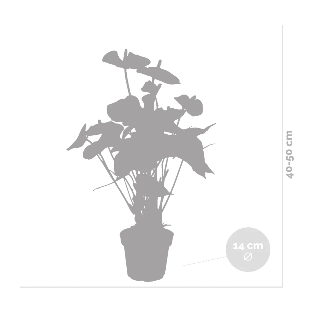 Anthurium 'aristo' Orange - Plante Flamingo - Entretien Facile - ⌀14 Cm - ↕45-55 Cm 7 Anthurium 'aristo' Orange - Plante Flamingo - Entretien Facile - ⌀14 Cm - ↕45-55 Cm – Image 5