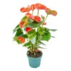 Anthurium 'aristo' Orange - Plante Flamingo - Entretien Facile - ⌀14 Cm - ↕45-55 Cm 2 Anthurium 'aristo' Orange - Plante Flamingo - Entretien Facile - ⌀14 Cm - ↕45-55 Cm -VIDA Plantes Magasin 640b783c558621.43542883