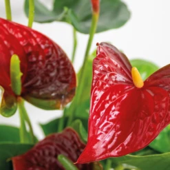 2x Anthurium 'aristo' Red– Flamingo Plant - Facile D'entretien - ⌀14 Cm - ↕45-55 Cm -VIDA Plantes Magasin 640b783e3f8e96.90530068