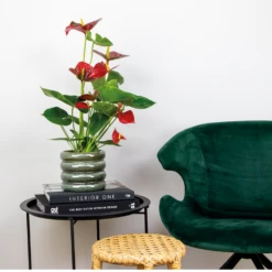 2x Anthurium 'aristo' Red– Flamingo Plant - Facile D'entretien - ⌀14 Cm - ↕45-55 Cm -VIDA Plantes Magasin 640b783e502989.76282242