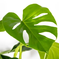 Monstera Deliciosa Incl. Panier En Jonc De Mer - Purificateur D'air - ⌀21 Cm - ↕70-80 Cm -VIDA Plantes Magasin 640b7868eff439.97881237