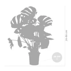 Monstera Deliciosa Incl. Panier En Jonc De Mer - Purificateur D'air - ⌀21 Cm - ↕70-80 Cm -VIDA Plantes Magasin 640b78690602c8.25143099